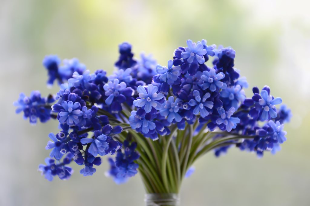 bouquet of blue flowers