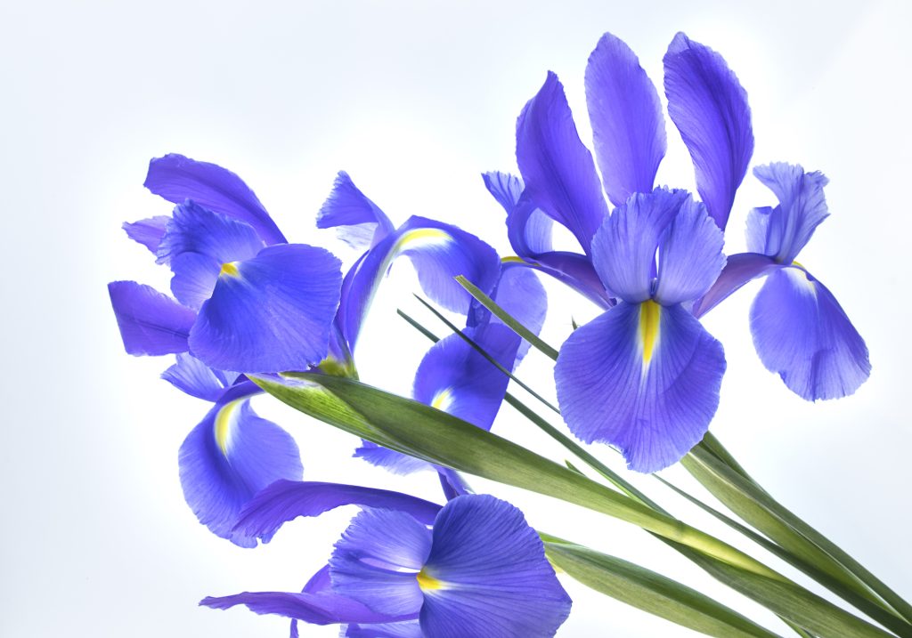 Iris on white background