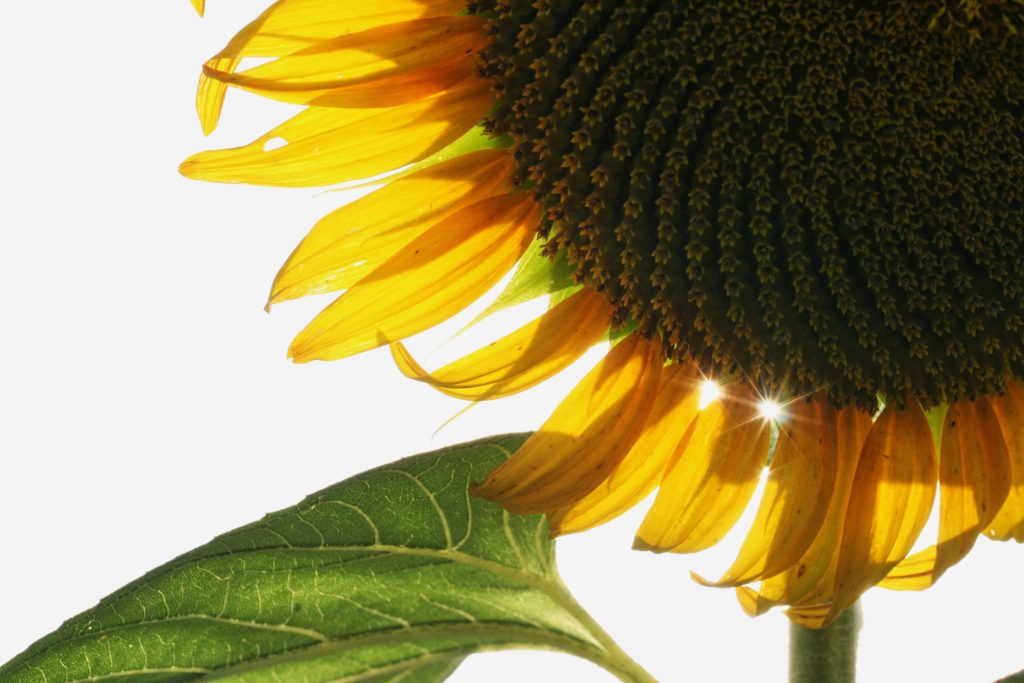 sunflower on white background