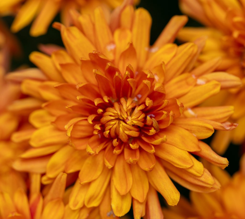 mums, fall flowers